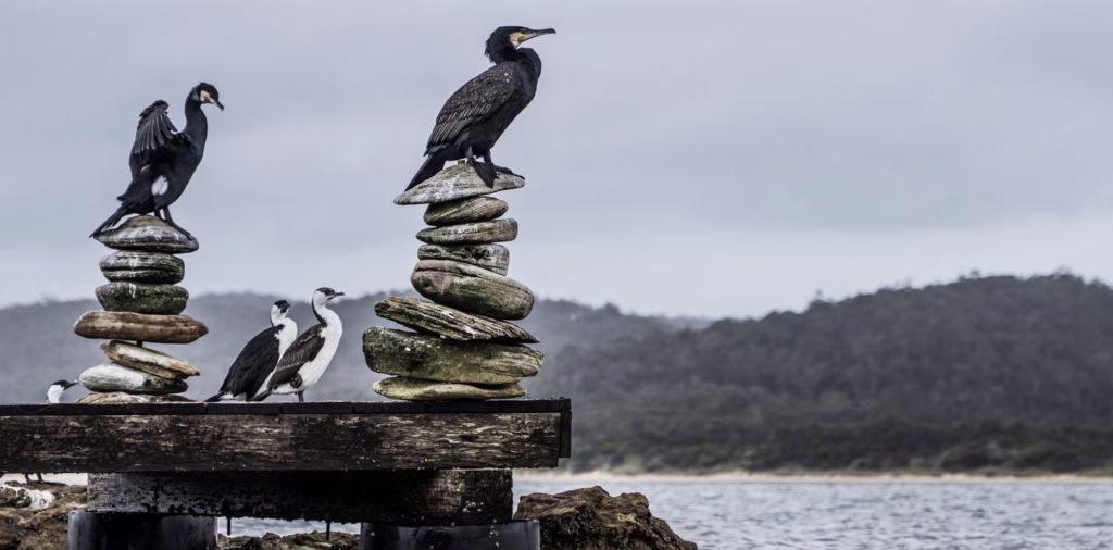Some Tasmanian birds rest on a jetty and some rock stacks on Picnic Island in Coles Bay.